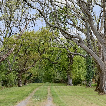 woodland area