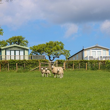 sheep standing infront of the caravans